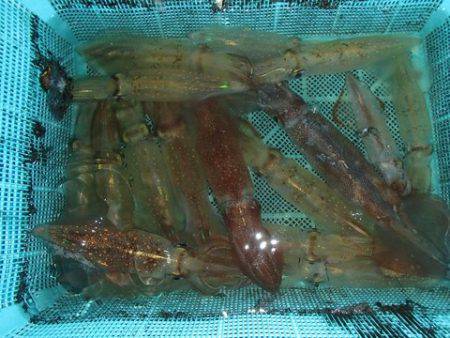 第二むつ漁丸 釣果