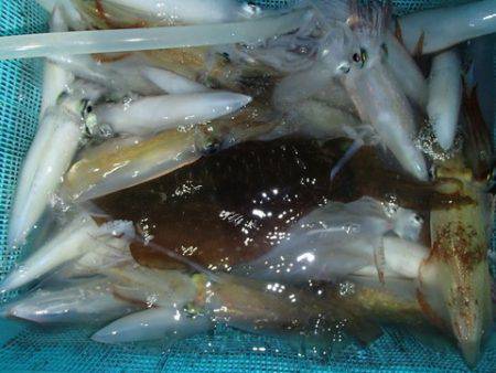 第二むつ漁丸 釣果