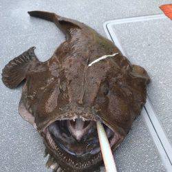 へいみつ丸 釣果