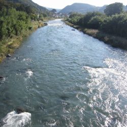 狩野川(狩野川漁業協同組合) 釣果