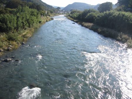 狩野川(狩野川漁業協同組合) 釣果