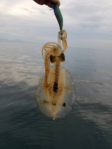 遊漁船　ニライカナイ 釣果
