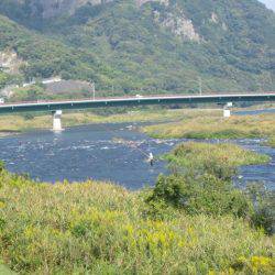 狩野川(狩野川漁業協同組合) 釣果