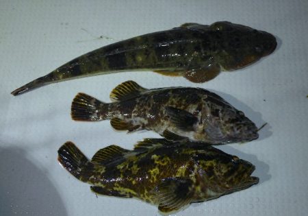 TOPGUN名古屋 釣果