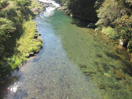 狩野川(狩野川漁業協同組合) 釣果