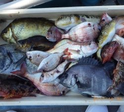 石川丸 釣果