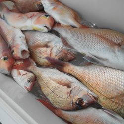 こうゆう丸 釣果