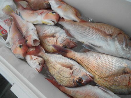 こうゆう丸 釣果