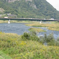 狩野川(狩野川漁業協同組合) 釣果