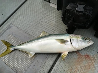 IDATEN(イダテン) 釣果