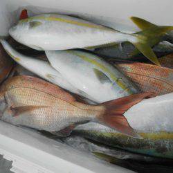 こうゆう丸 釣果