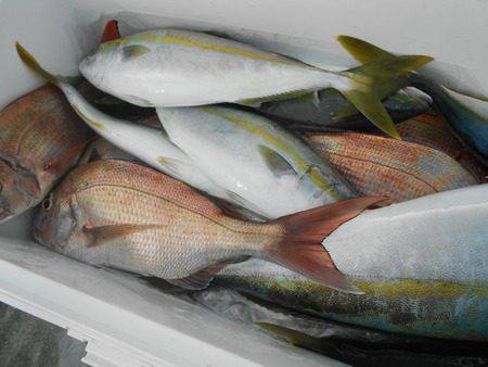 こうゆう丸 釣果