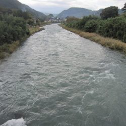 狩野川(狩野川漁業協同組合) 釣果