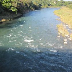 狩野川(狩野川漁業協同組合) 釣果