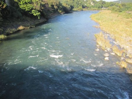 狩野川(狩野川漁業協同組合) 釣果