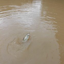 OLAHO FISHING SPOT 釣果