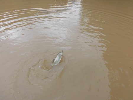 OLAHO FISHING SPOT 釣果