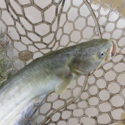 OLAHO FISHING SPOT 釣果