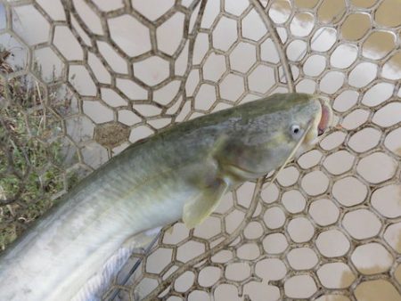 OLAHO　FISHING SPOT 釣果…