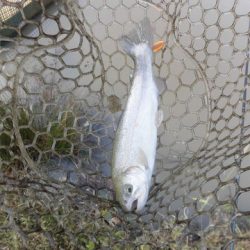 OLAHO　FISHING SPOT 釣果