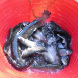 OLAHO　FISHING SPOT 釣果