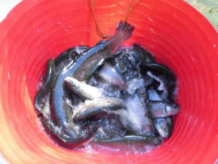 OLAHO　FISHING SPOT 釣果…