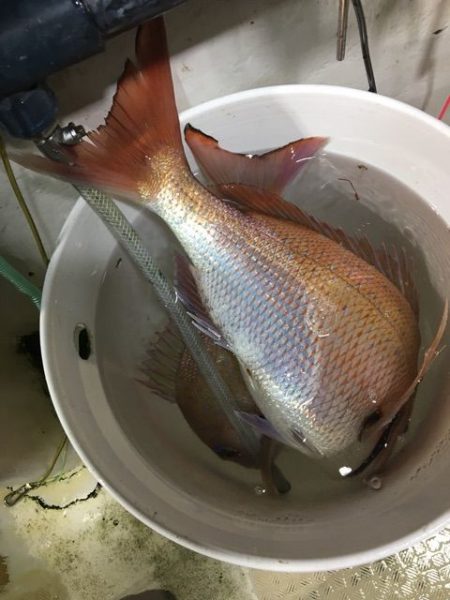 龍宮丸 釣果