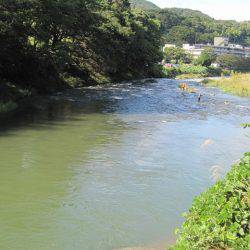 狩野川(狩野川漁業協同組合) 釣果