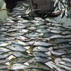 スカイマリン 釣果