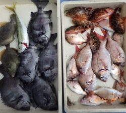石川丸 釣果