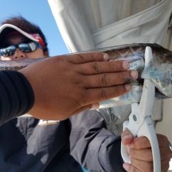 遊漁船 ニライカナイ 釣果