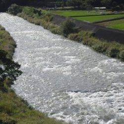 狩野川(狩野川漁業協同組合) 釣果