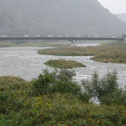 狩野川(狩野川漁業協同組合) 釣果