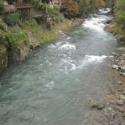 狩野川(狩野川漁業協同組合) 釣果