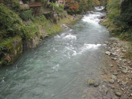 狩野川（狩野川漁業協同組合） 釣果