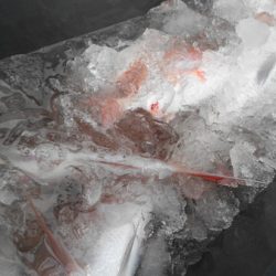 こうゆう丸 釣果