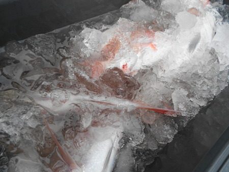 こうゆう丸 釣果