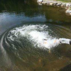 フィッシング サンクチュアリ 釣果