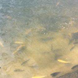 フィッシング サンクチュアリ 釣果