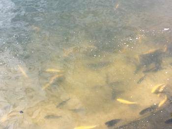 フィッシング サンクチュアリ 釣果