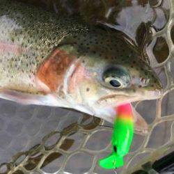 フィッシング サンクチュアリ 釣果