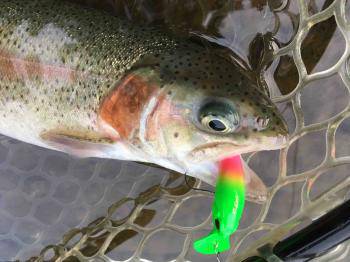 フィッシング サンクチュアリ 釣果