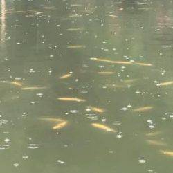 フィッシング サンクチュアリ 釣果