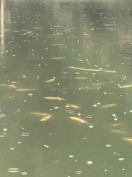 フィッシング サンクチュアリ 釣果