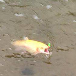 フィッシング サンクチュアリ 釣果