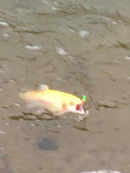 フィッシング サンクチュアリ 釣果