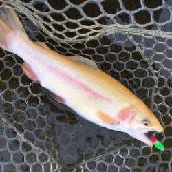 フィッシング サンクチュアリ 釣果