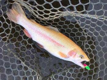 フィッシング サンクチュアリ 釣果