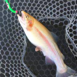 フィッシング サンクチュアリ 釣果