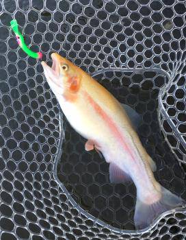 フィッシング サンクチュアリ 釣果